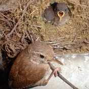 Winter Wren